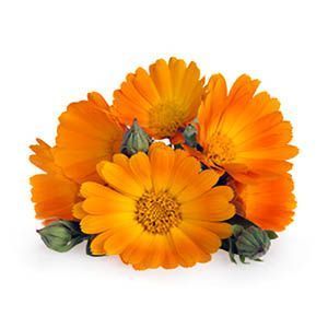 Extracto natural de Calendula, uno de los ingredientes del mejor gel antiinflamatorio natural
