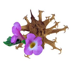 Extracto de harpagofito, principal ingrediente del mejor gel antiinflamatorio natural