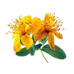 Extracto de Hiperico