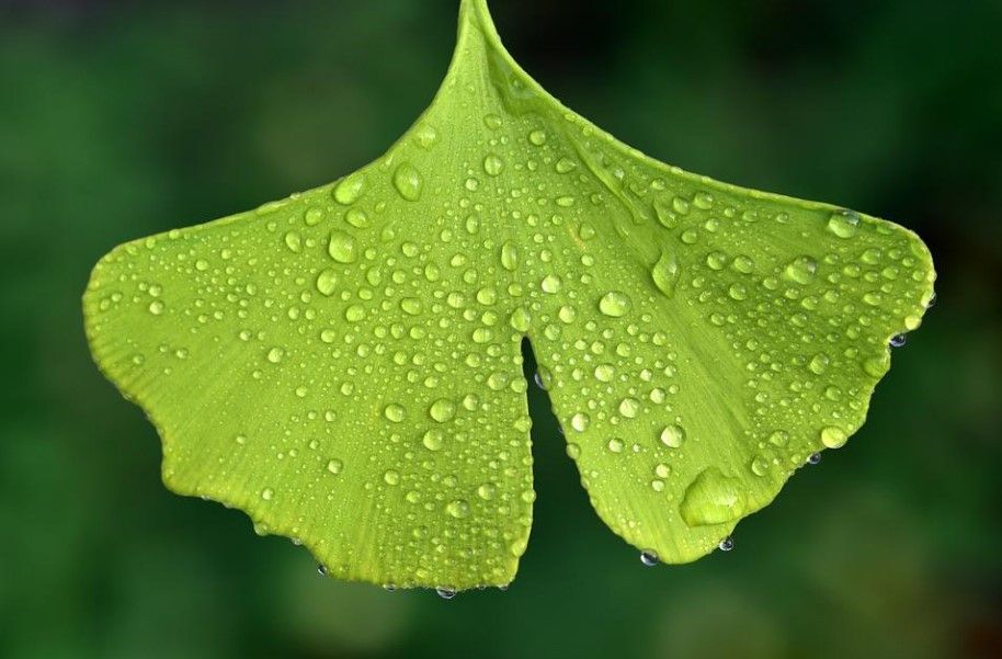 Propiedades del Ginkgo Biloba. Árbol de Ginkgo Biloba con hojas en forma de abanico y su fruto amarillo. Explore the properties of Ginkgo Biloba for circulation and cardiovascular health. Ginkgo Biloba für gesunde Durchblutung. Ginkgo Biloba verbessert die Durchblutung und schützt die Gesundheit. Propriétés du Ginkgo Biloba. Bienfaits des feuilles de Ginkgo Biloba pour la circulation sanguine.